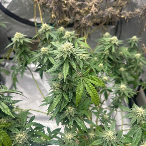 RMB2 growlog timeline photo