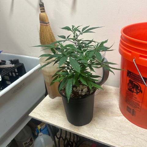 SR growlog timeline photo
