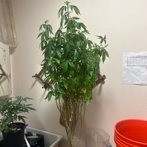 TJ #5 growlog timeline photo