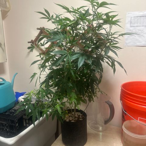 JD2 growlog timeline photo