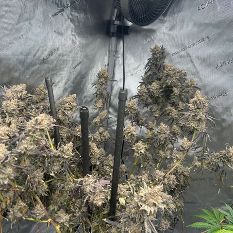 BB growlog timeline photo