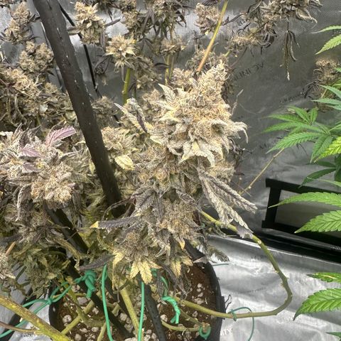 BB growlog timeline photo
