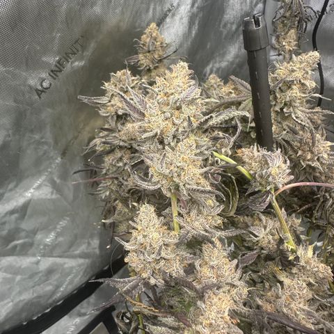 BB growlog timeline photo
