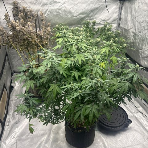 HR2 growlog timeline photo