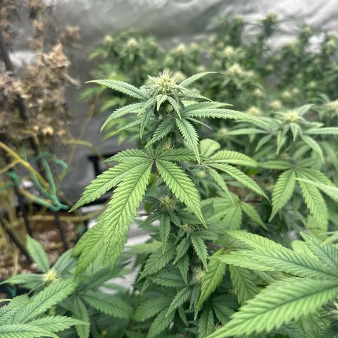 HR2 growlog timeline photo