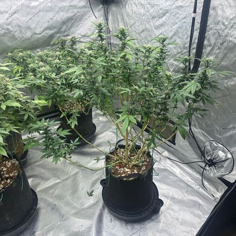 HR2 growlog timeline photo