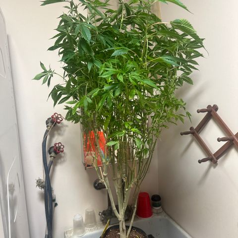 TJ #5 growlog timeline photo