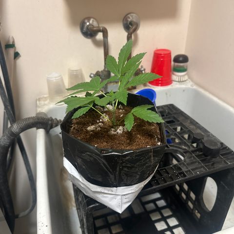 GSxGC growlog timeline photo