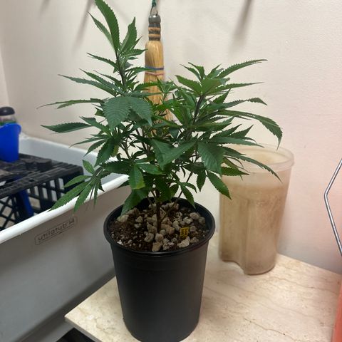 SR growlog timeline photo