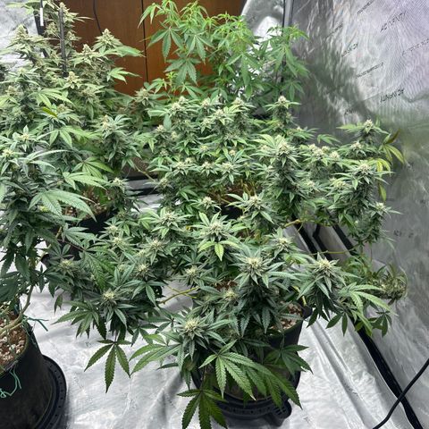 RMB2 growlog timeline photo