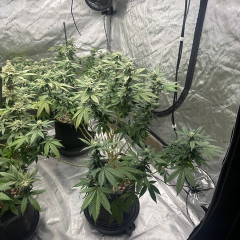 HR2 growlog timeline photo