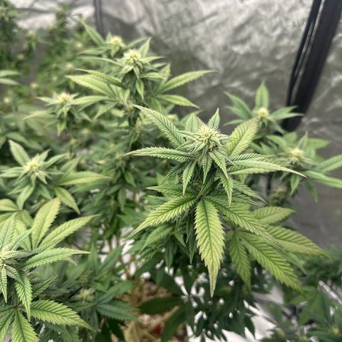 HR2 growlog timeline photo