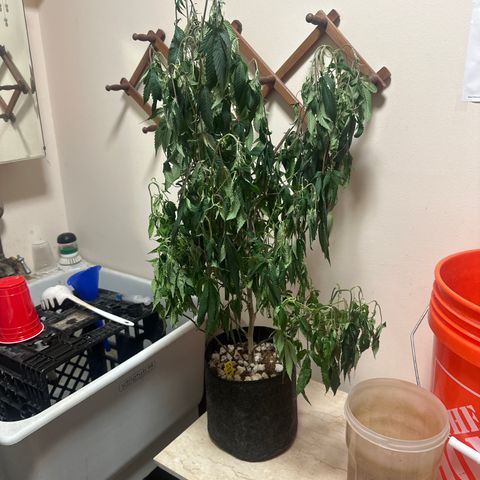 JD2 growlog timeline photo