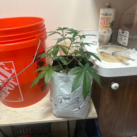GC3 growlog timeline photo
