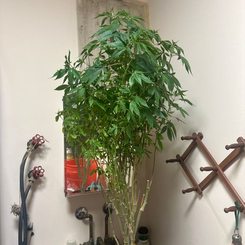 TJ #5 growlog timeline photo