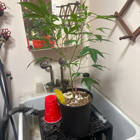 BBE growlog timeline photo