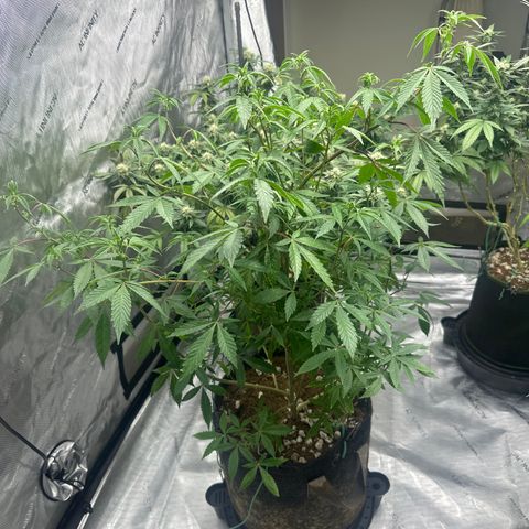 PY growlog timeline photo