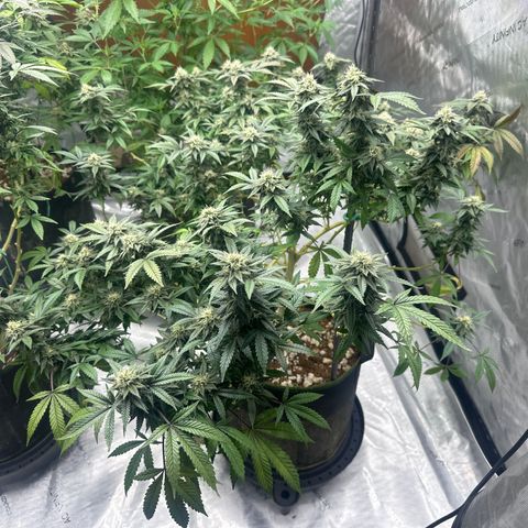 RMB2 growlog timeline photo