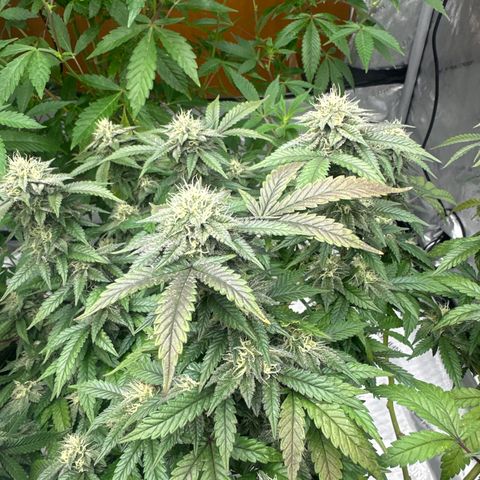 RMB2 growlog timeline photo