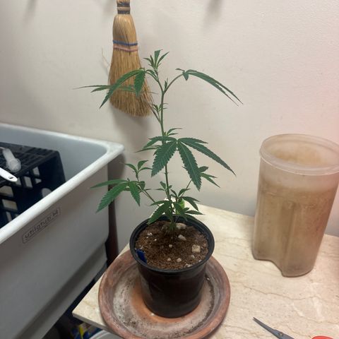 HS2 growlog timeline photo