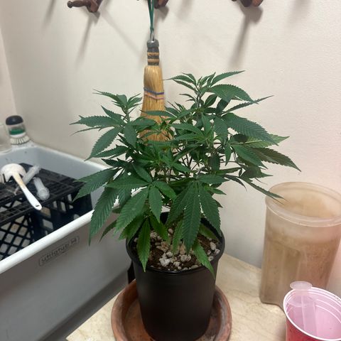 SR growlog timeline photo
