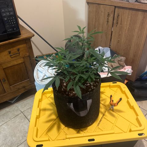 BCF growlog timeline photo