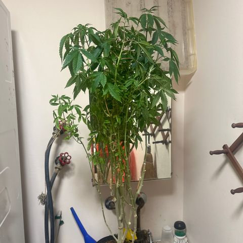 TJ #5 growlog timeline photo
