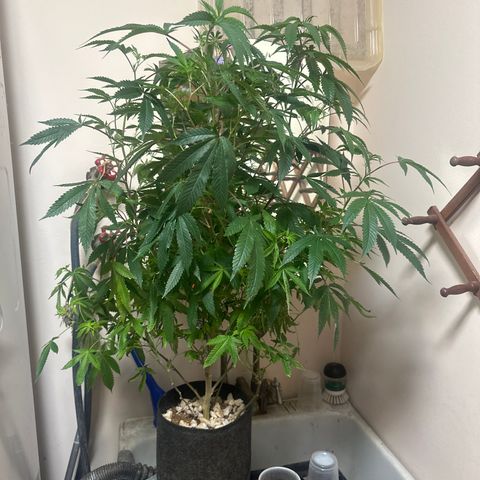 JD2 growlog timeline photo