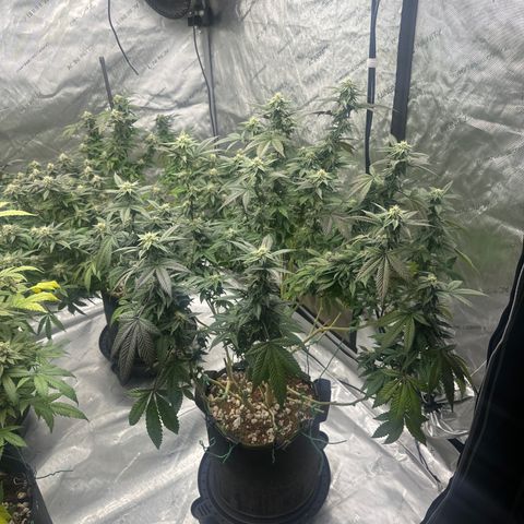 HR2 growlog timeline photo