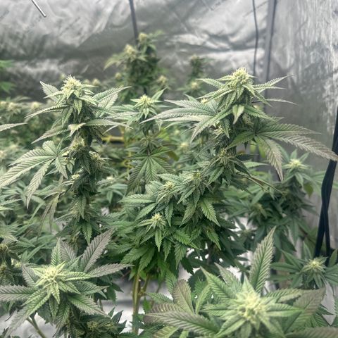 HR2 growlog timeline photo