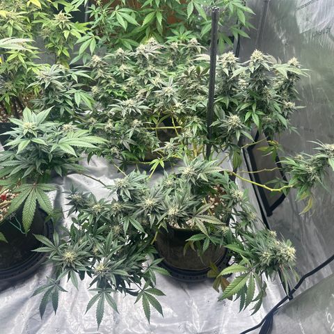 RMB2 growlog timeline photo
