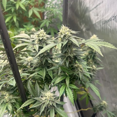 RMB2 growlog timeline photo