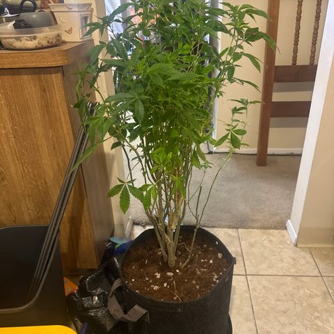 TJ #5 growlog timeline photo