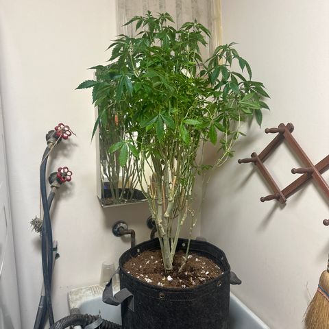 TJ #5 growlog timeline photo
