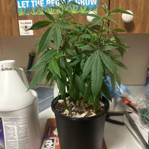 SR growlog timeline photo