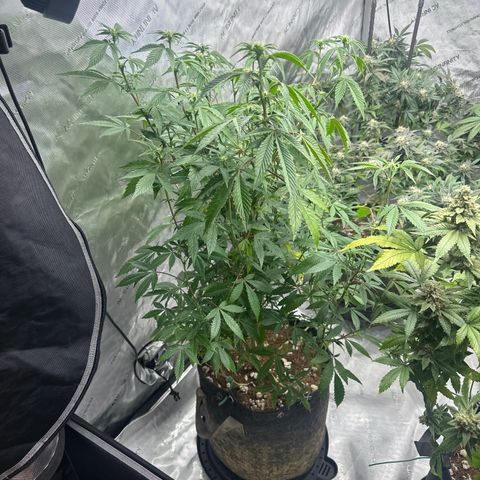 PY growlog timeline photo