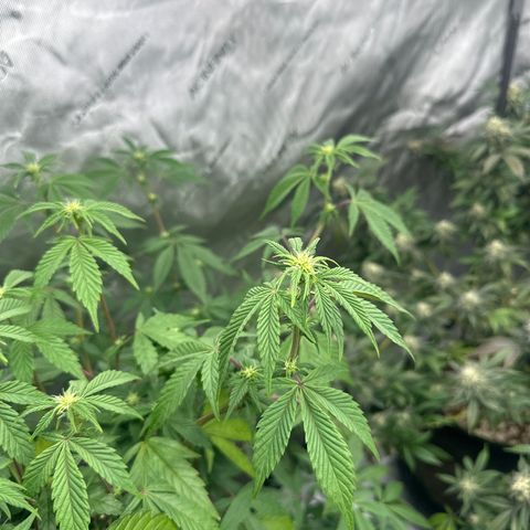 PY growlog timeline photo