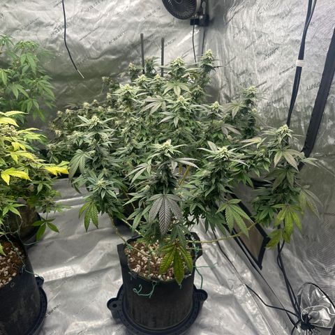 HR2 growlog timeline photo