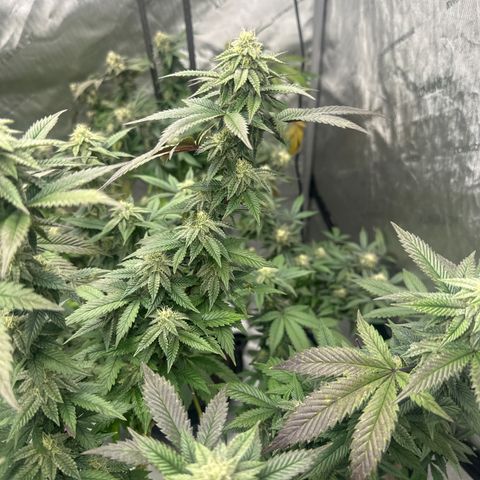 HR2 growlog timeline photo