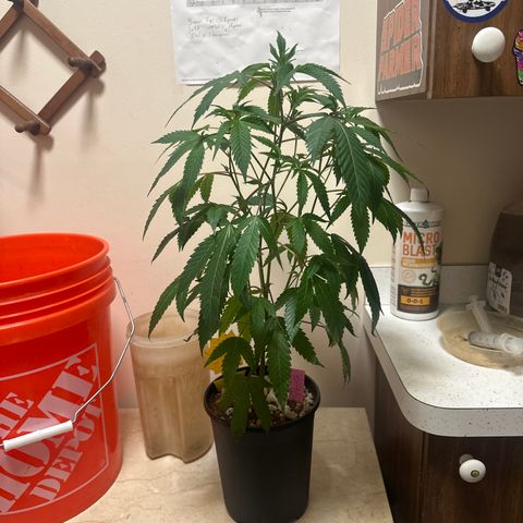BBE growlog timeline photo