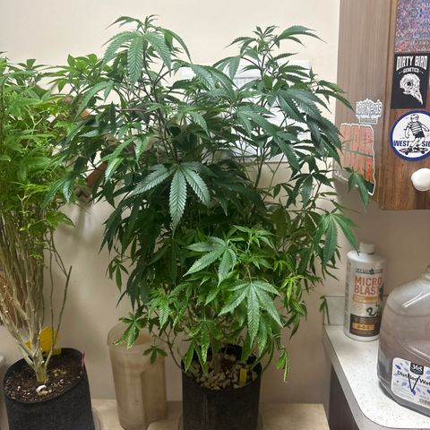 JD2 growlog timeline photo