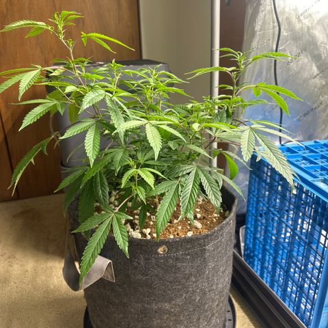 BCF growlog timeline photo