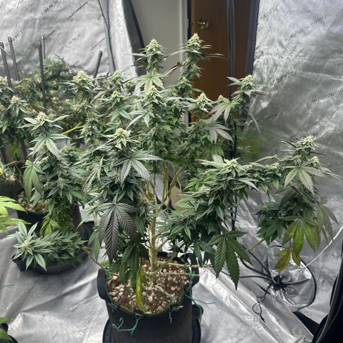 HR2 growlog timeline photo