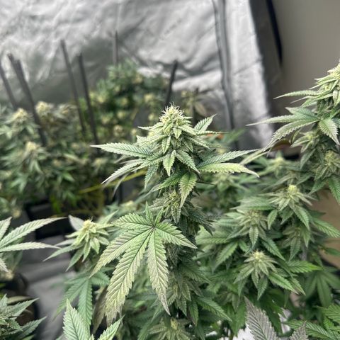 HR2 growlog timeline photo