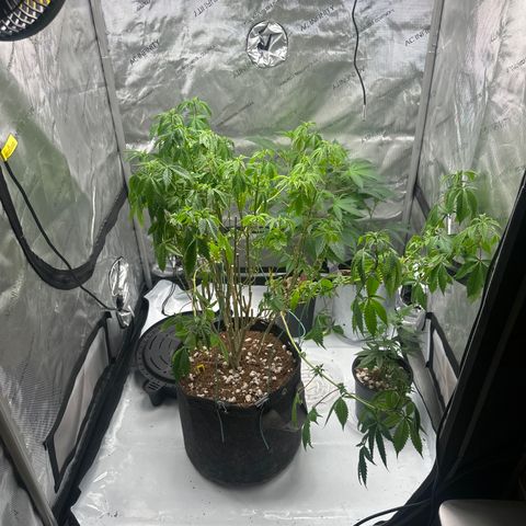 TJ #5 growlog timeline photo
