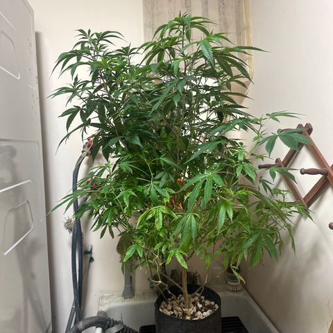 JD2 growlog timeline photo