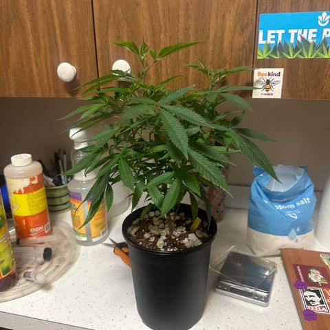 SR growlog timeline photo