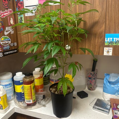 BBE growlog timeline photo