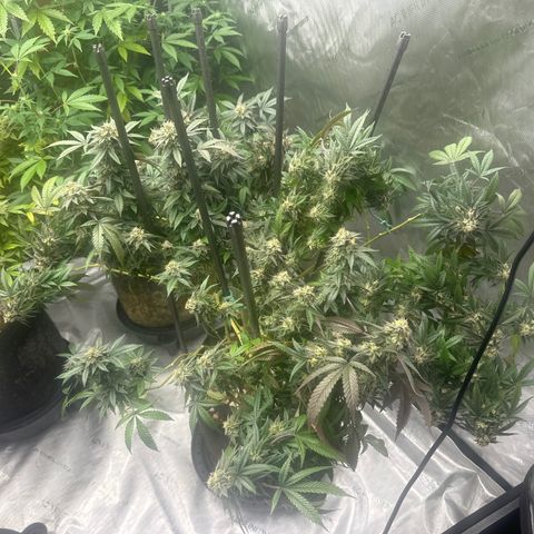 RMB2 growlog timeline photo