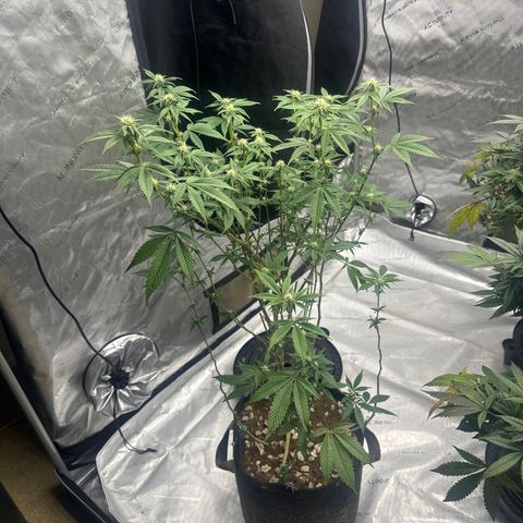 PY growlog timeline photo
